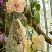 Цветы в Никитском ботаническом саду - фото
