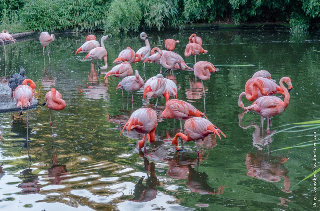 Восхитительные розовые фламинго в пражском зоопарке на фото