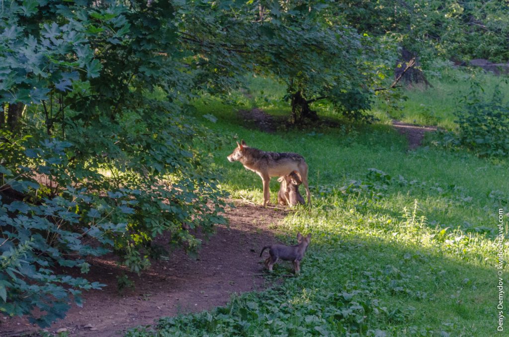 Волчица кормит волчат в пражском зоопарке