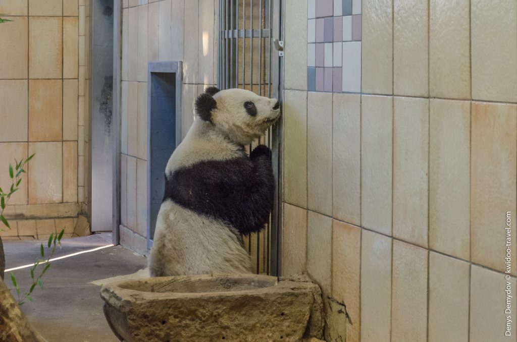 Венский зоопарк - один из немногих, где обитают панды